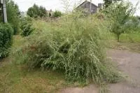 Саженцы ивы плакучей Белая, в контейнере