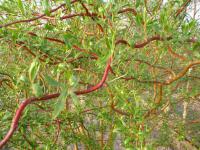 Саженцы Ивы Матсудана Erythroflexuosa 140-160